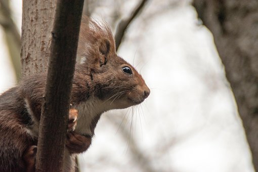Ardilla, Arbol, Roedor, Animales, Árbol