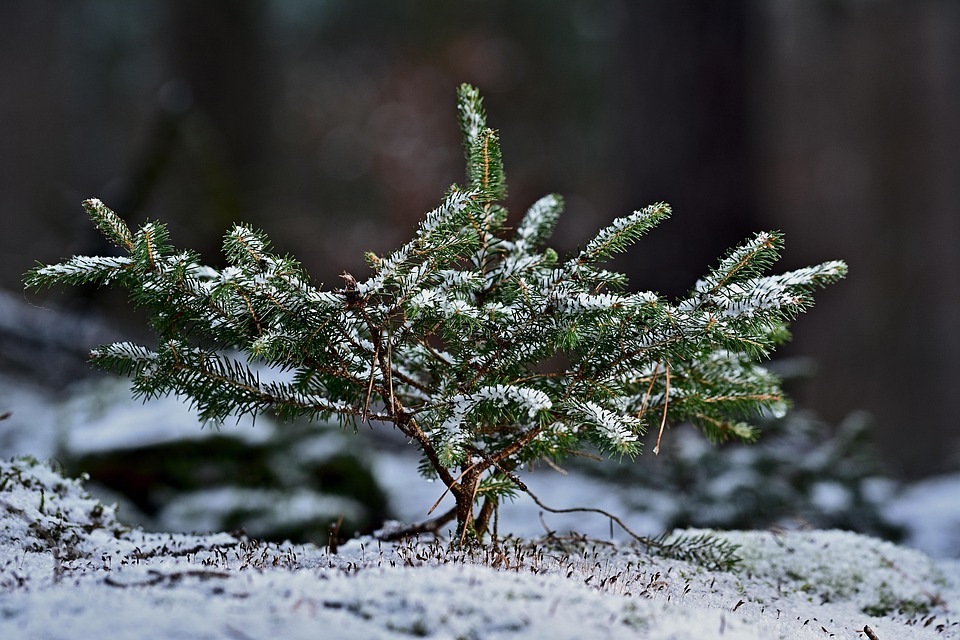 针叶树 小的 冬天 - Pixabay上的免费照片 - Pixabay