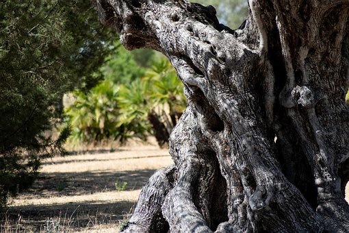 Arbol, Viejo, Madera, Árbol, Doñana