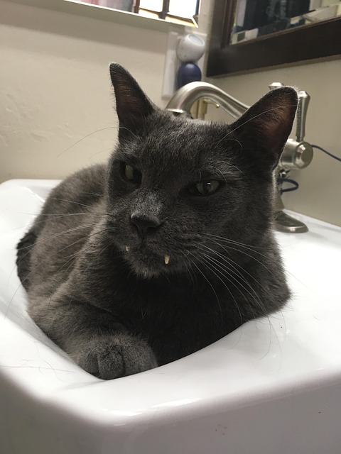 Free Cat Russian Blue photo and picture