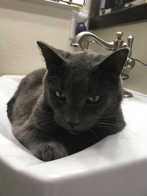 Free Cat Russian Blue photo and picture