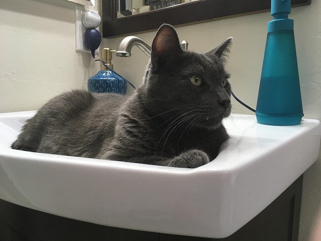 Free Cat Russian Blue photo and picture