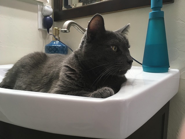 Free Cat Russian Blue photo and picture
