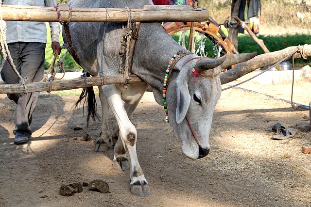 Free India New Delhi photo and picture