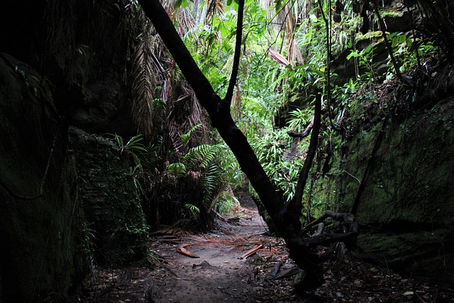 Free Rainforest Jungle photo and picture