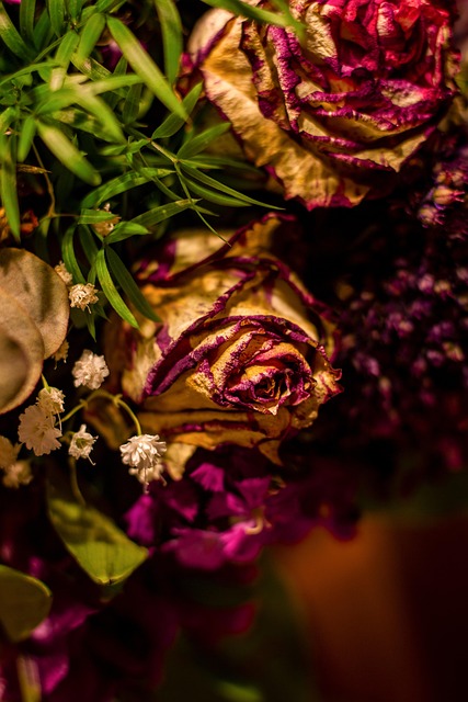 Blume, Rose, Valentinstag, Alt, Trocken