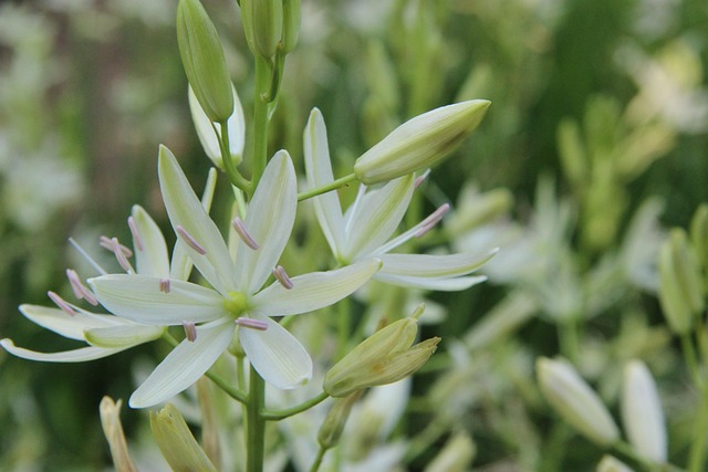 Free Flower Blossom photo and picture