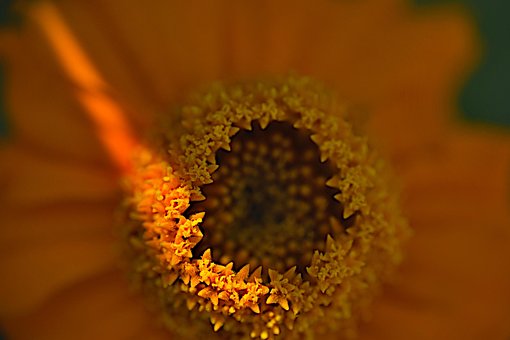 Free Marigold Disc Floret photo and picture