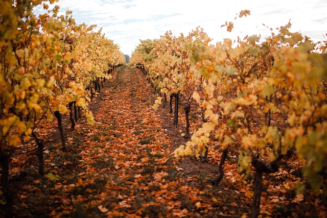 Viñedos, Enólogo, Vino, Viñedo