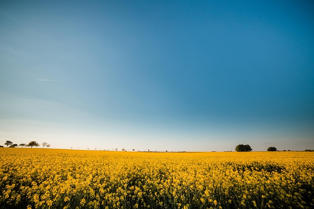 Colza, El Campo De Semillas De Colza