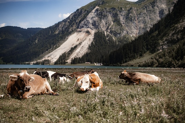 Vacas, Pastar, Alpino, Ganado, Alpes