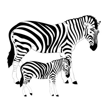 Free Zebras Striped illustration and picture