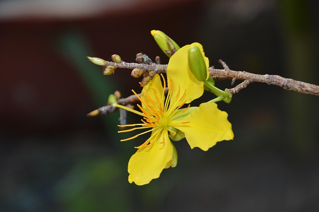 Free Flower Tet photo and picture