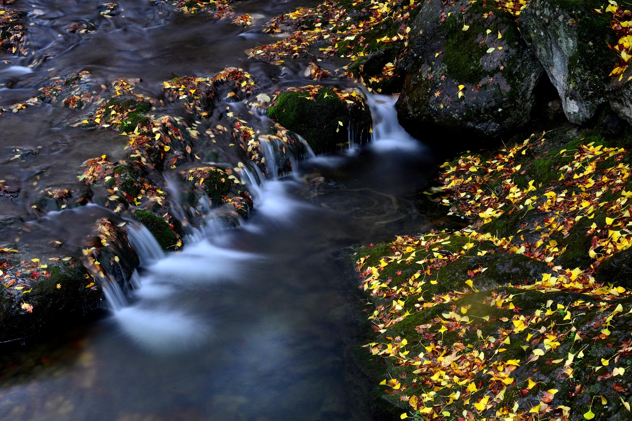 개울 에 떨어진 은행 나무 - Бесплатное фото на Pixabay - Pixabay