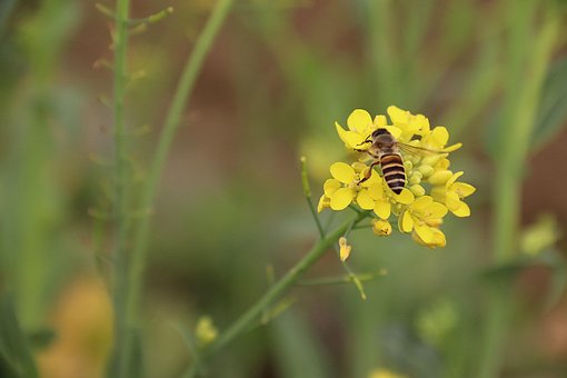 Free Natural Honeybee photo and picture