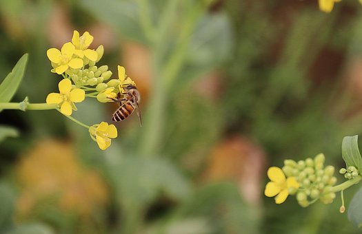 Free Natural Honeybee photo and picture