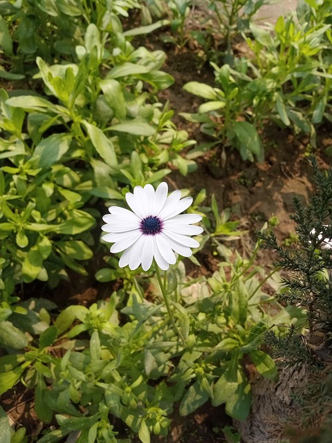 Free Plant White photo and picture
