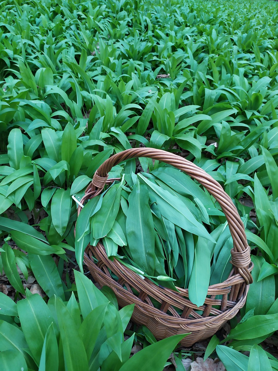 Green Spring Bear'S Garlic - Free photo on Pixabay