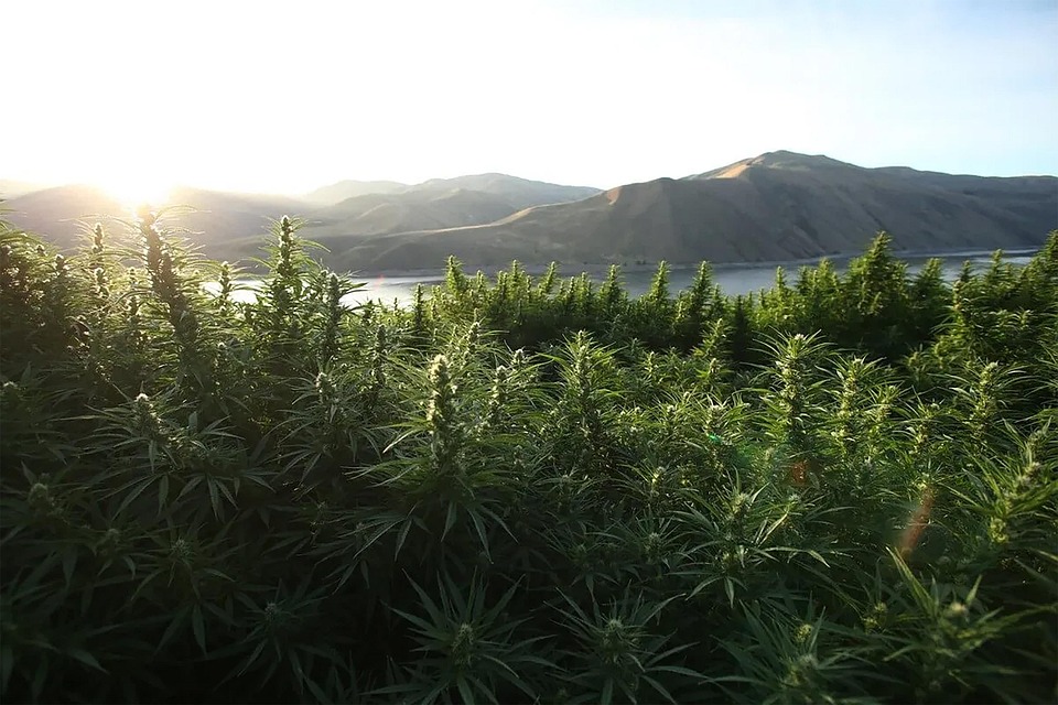 Free Hemp Farm photo and picture