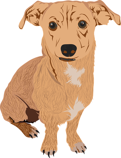 Free Dog Chihuahua vector and picture