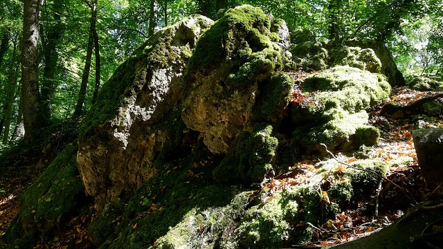 Free Rock Forest photo and picture