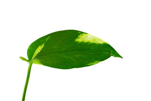 Folha, Verde, Natureza, Folhas, Árvore