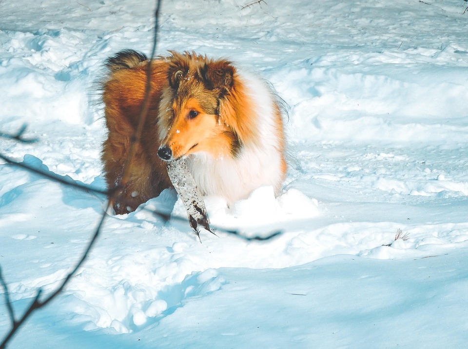 Do Collies Get Cold