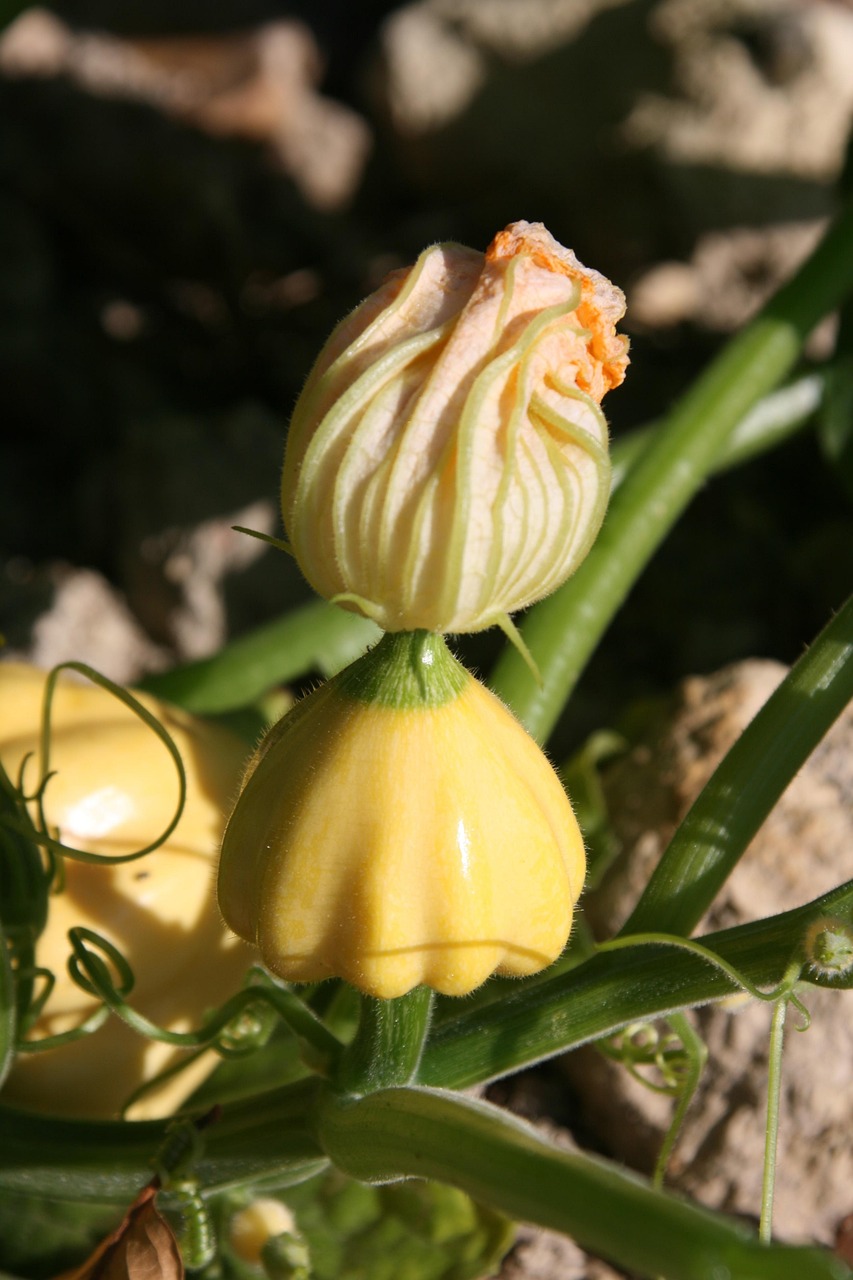 30+ Free Melon Flowers & Flower Images Pixabay