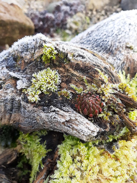 Free Succulent Houseleek photo and picture