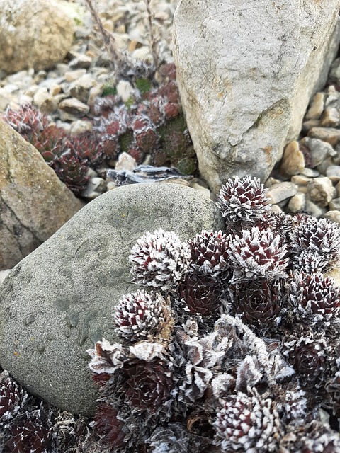 Free Succulent Houseleek photo and picture