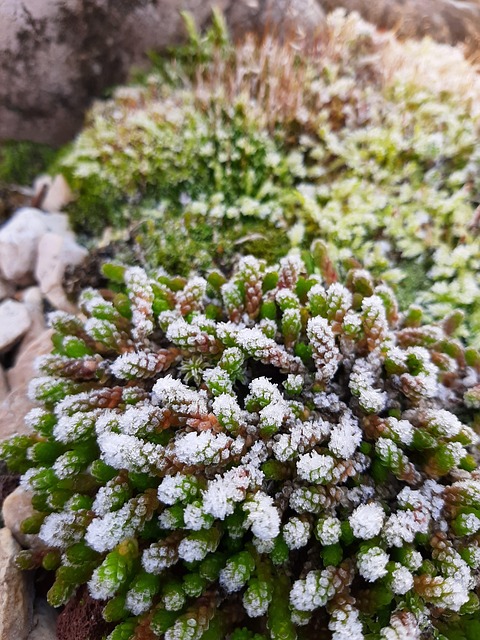 Free Succulent Houseleek photo and picture
