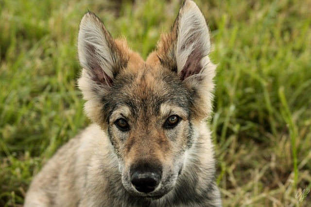 Hund, Wolf, Raubtier, Natur, Wölfe