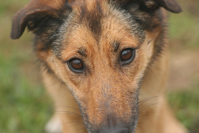 Hund, Niedlich, Hündchen, Säugetier