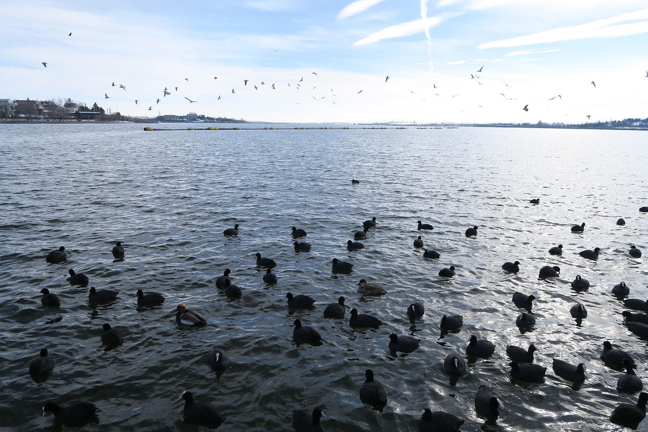 Birds Goal Seagull - Free photo on Pixabay - Pixabay