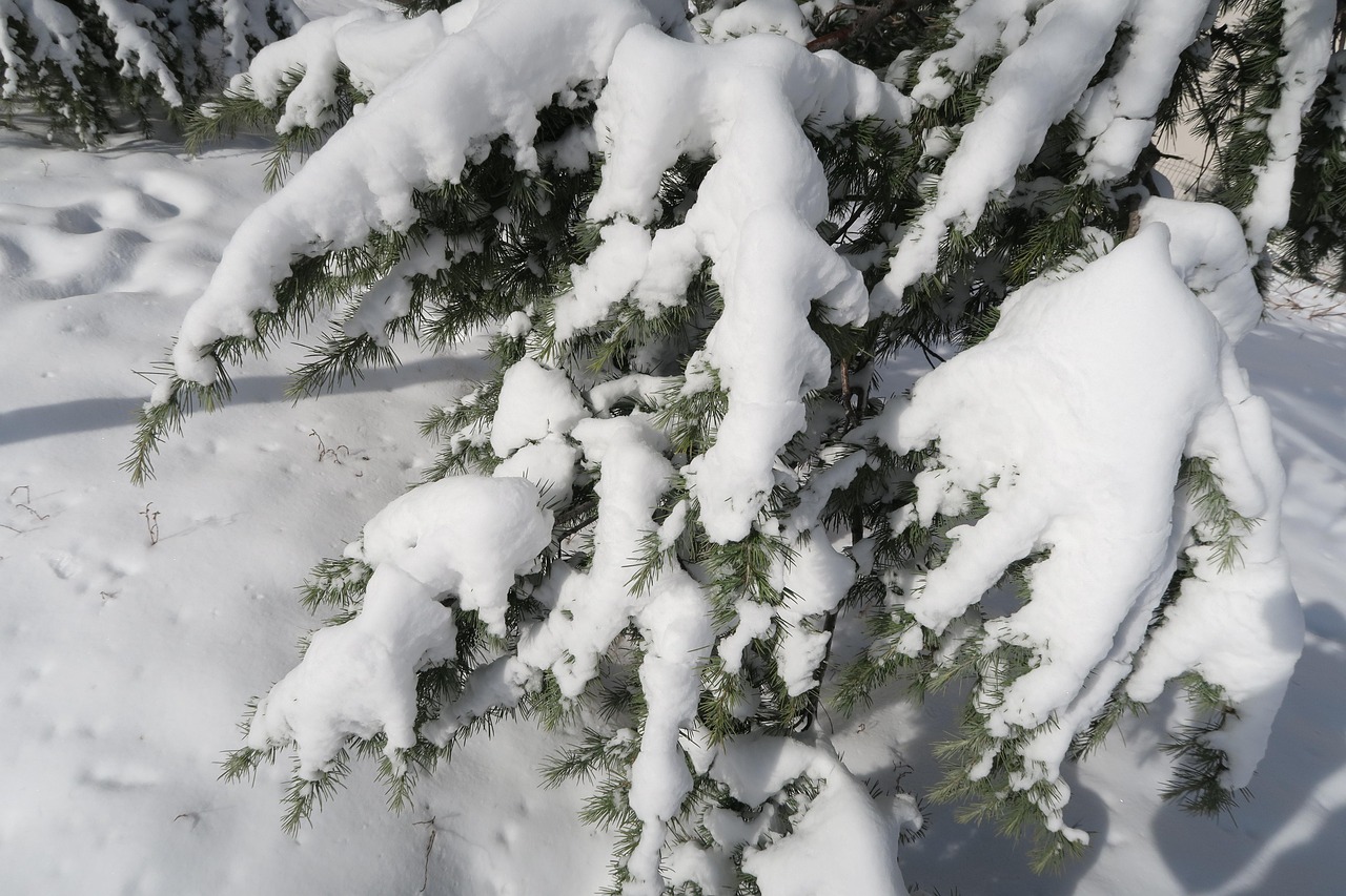 雪 冬天 松树 - Pixabay上的免费照片 - Pixabay
