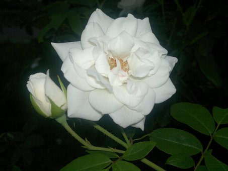 Free Rose White photo and picture