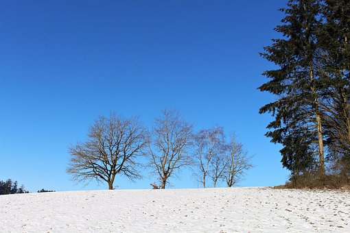 Free Trees Snow photo and picture