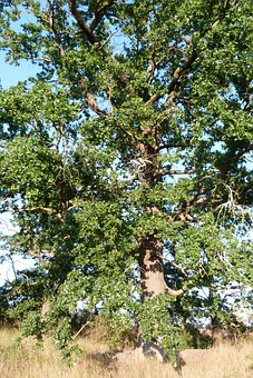 Free Oak Tree photo and picture