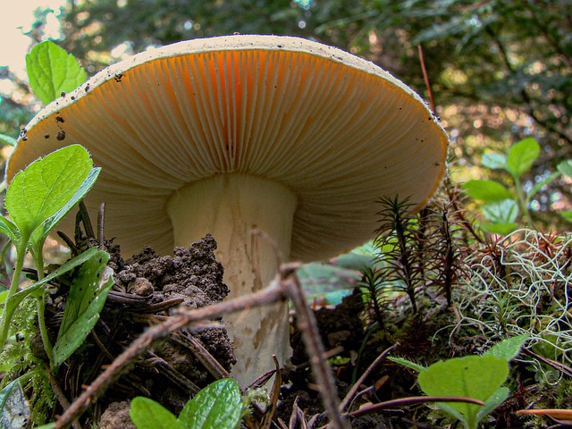 Free Mycology Mushroom photo and picture