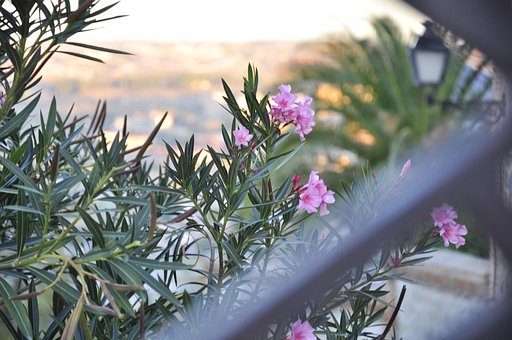 Free Flower Bush photo and picture