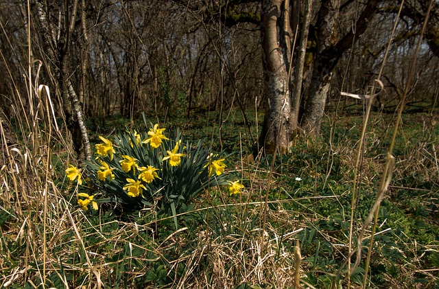 Free Flowers Spring photo and picture