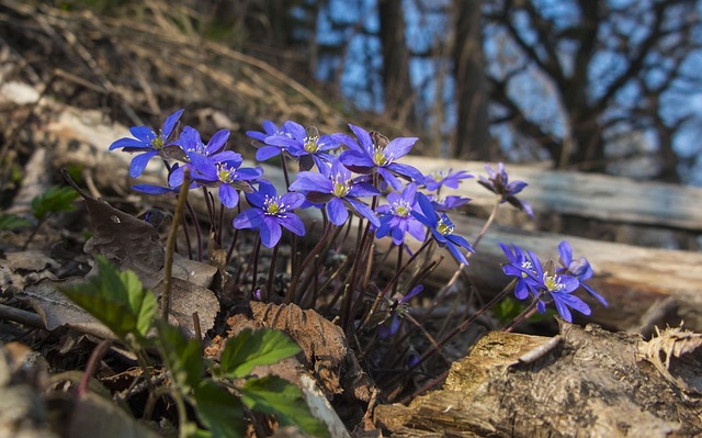 Free Flower Spring photo and picture