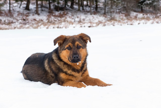 Free Dog Winter photo and picture