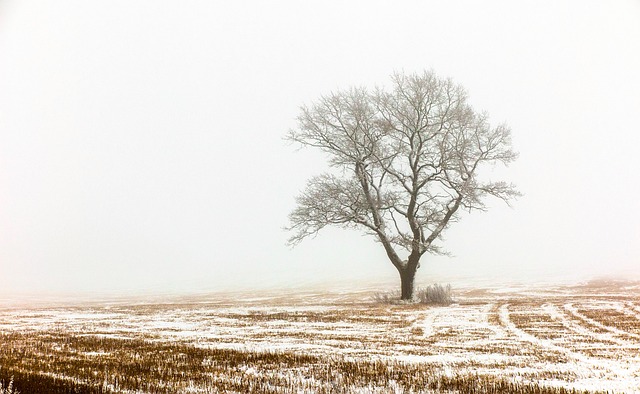 Free Tree Snow photo and picture