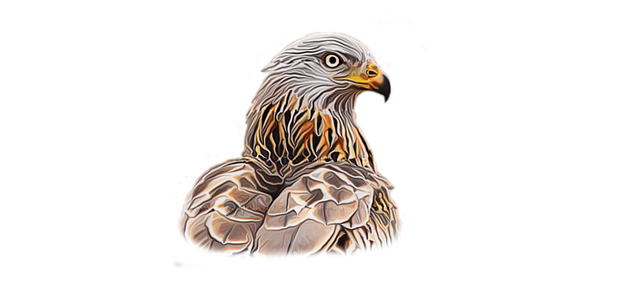 Free Eagle Nature illustration and picture