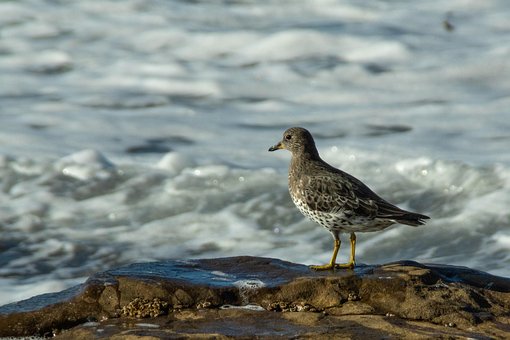 Pássaro, Praia, Oceano, Mar
