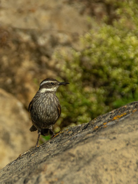 Pássaro, Rocha, Mar, Plumagem, Animal