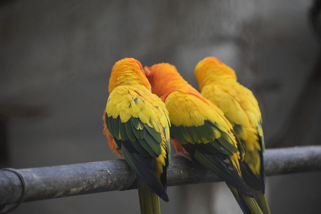 Papegaaien, Vogels, Veren, Natuur