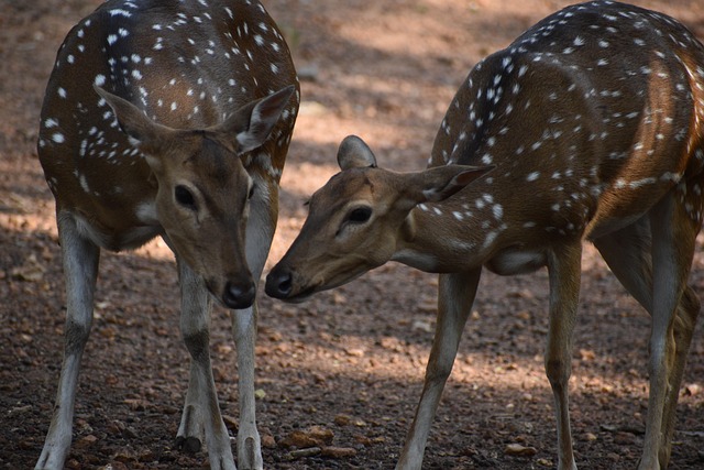Dieren In Het Wild, Hert, Dier, Woud