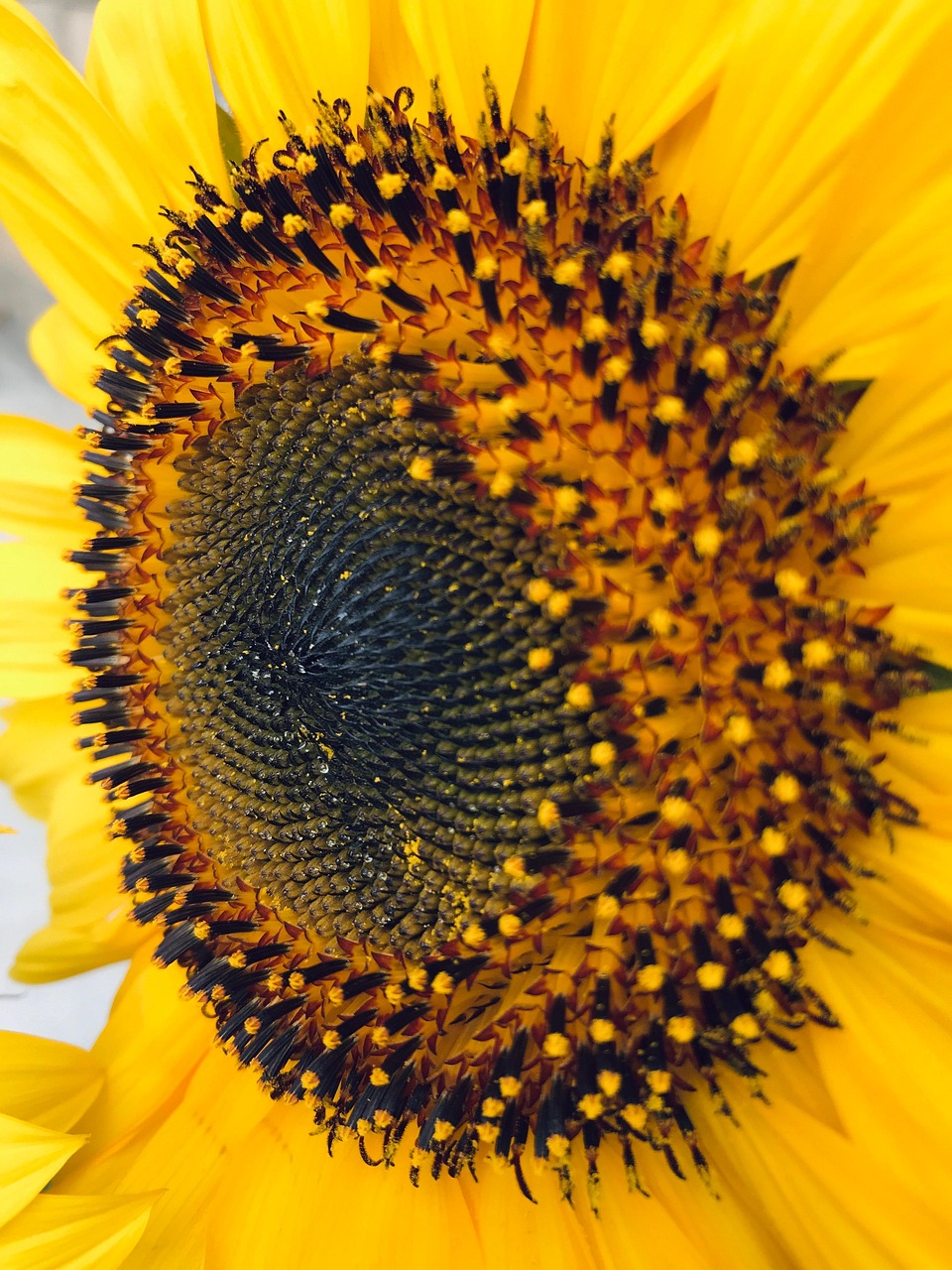 Sunflower Yellow Flower - Free photo on Pixabay - Pixabay